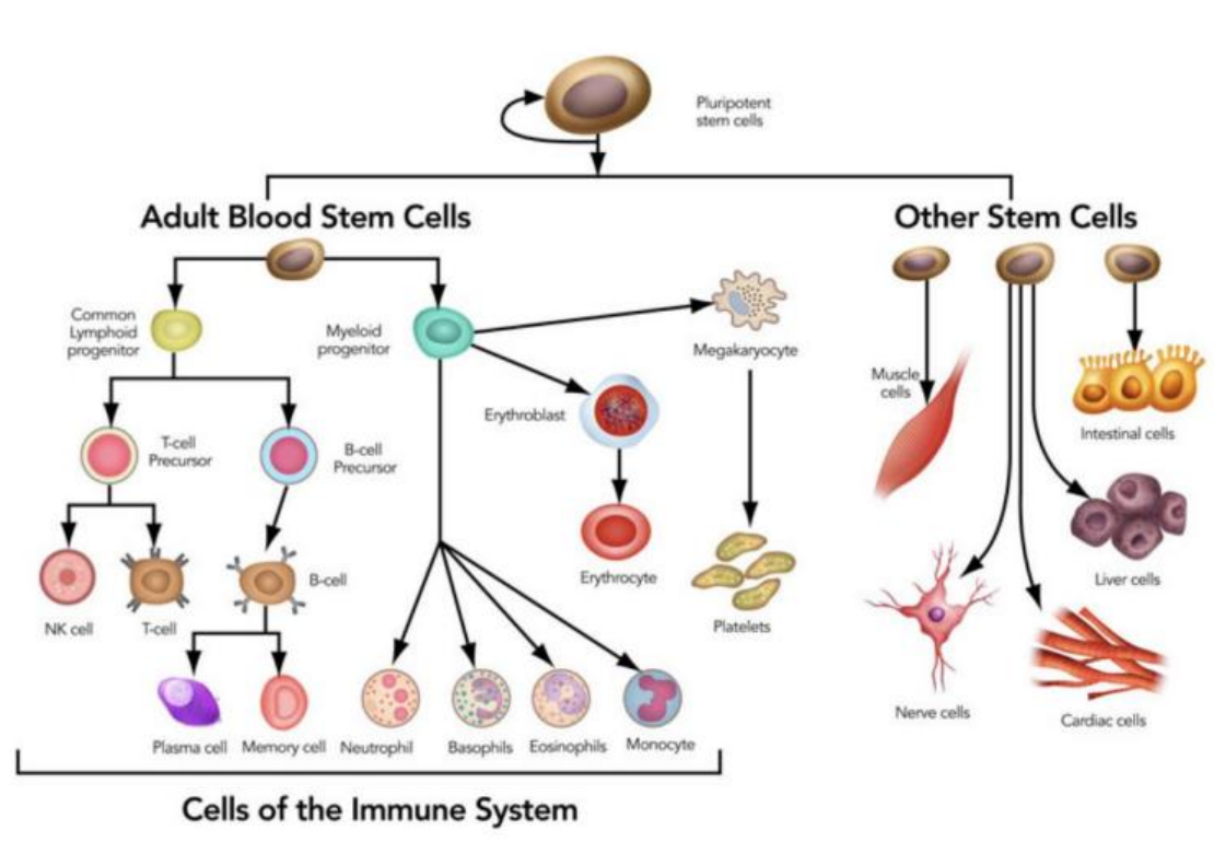 Stem Cell Efficacy vs Limitations